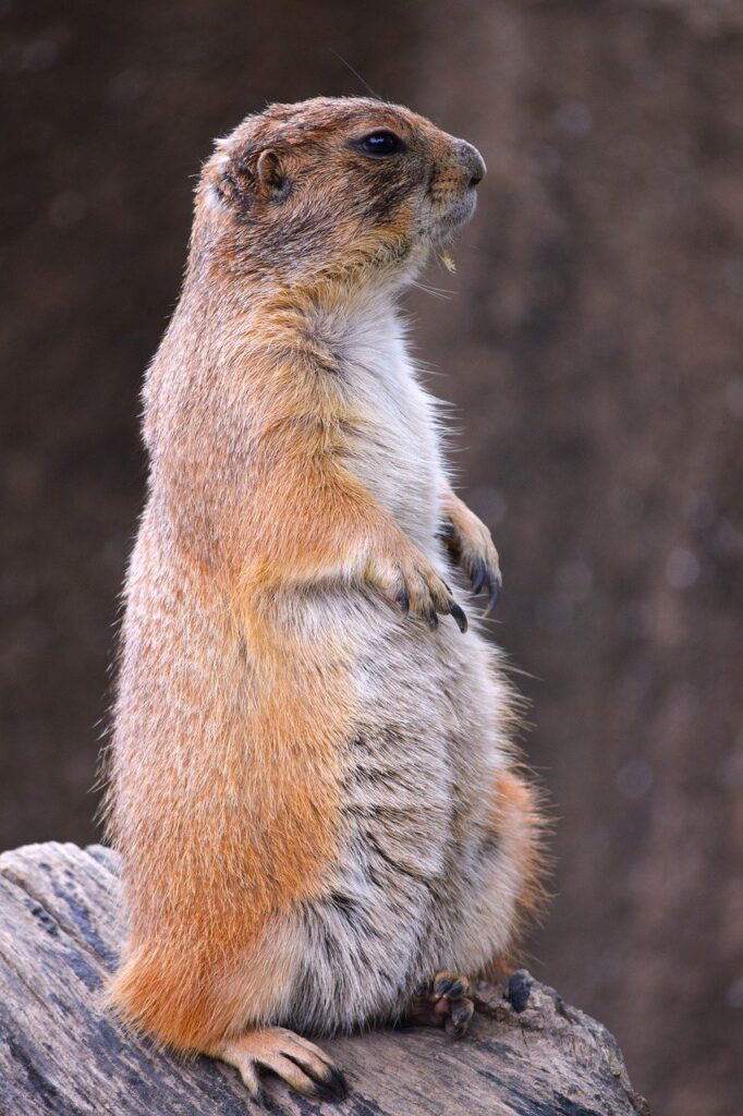 山口の萩で武家屋敷を訪れる際の着物レンタルはどこがオススメ？