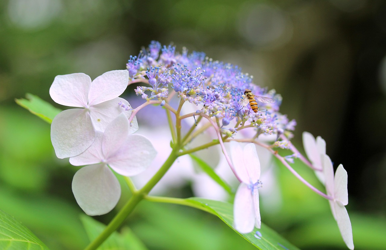 筑波山の紫陽花は見頃の時期にどこで楽しめる？