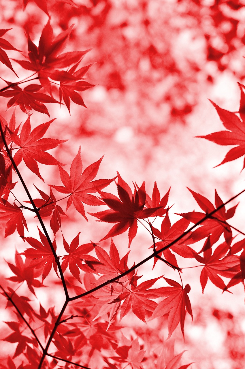 群馬の赤城山で楽しむ大沼の紅葉スポットは？