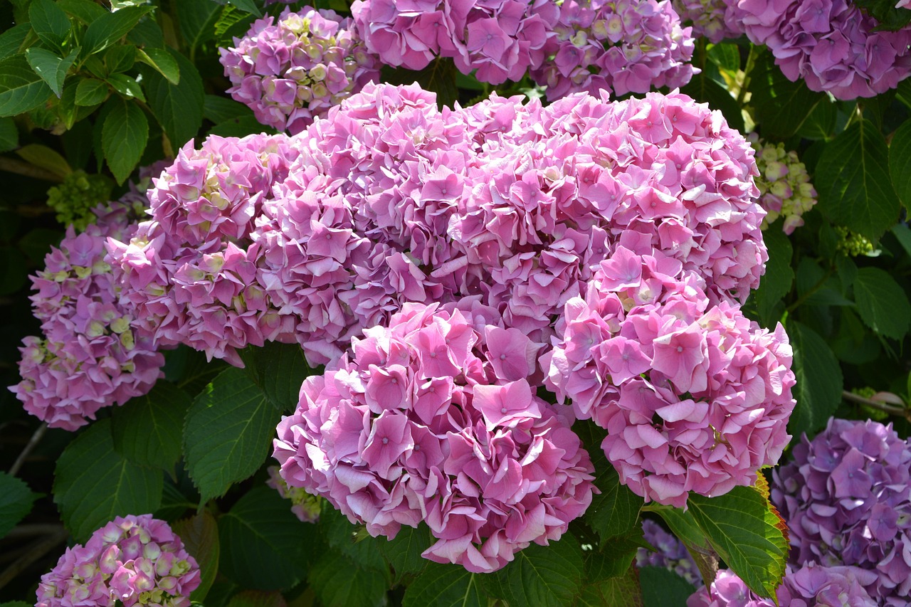 茨城の筑波山で楽しむ紫陽花フォト撮影のベストスポットは？