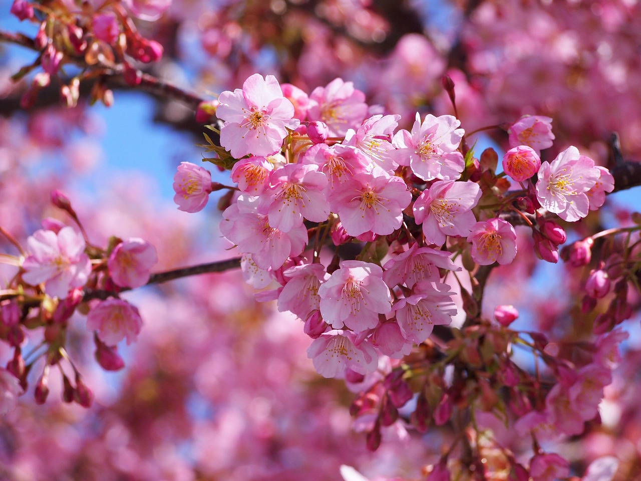静岡で楽しむ伊豆の河津桜の絶景ロケーションは？
