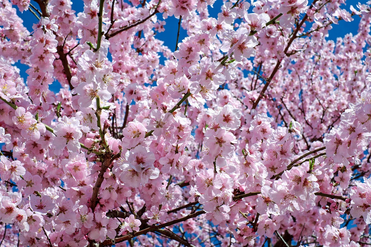 静岡の伊豆で楽しむ河津桜の絶景ロケーションは？