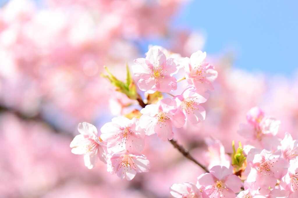 静岡の伊豆で河津桜を楽しむおすすめロケーションは？
