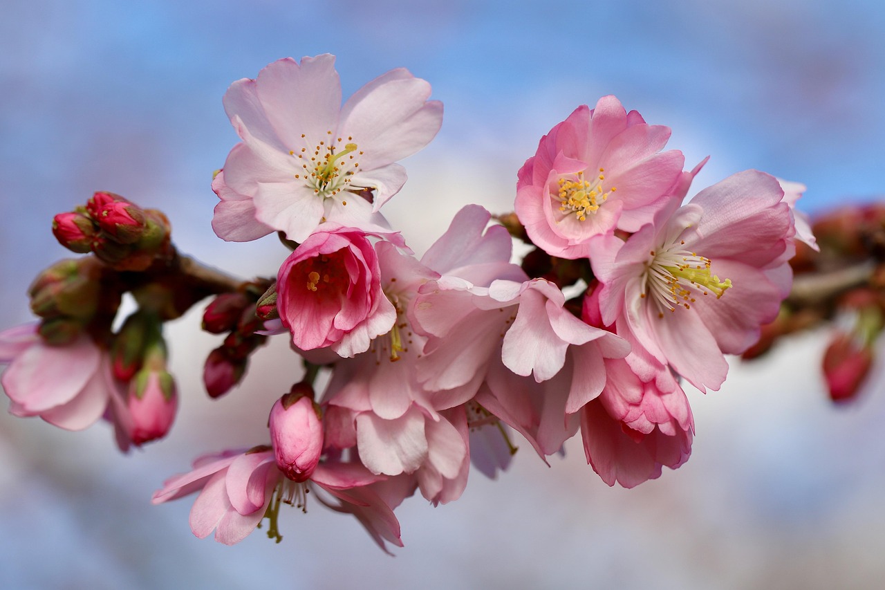 京都の桜を楽しむための早割ロケプランは？