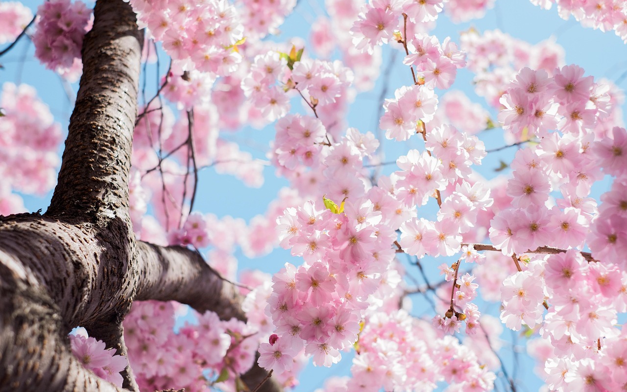 京都桜の早割ロケプランを利用するメリットは？