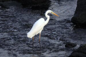 新潟の佐渡島で楽しむ海洋フォトスポットは？