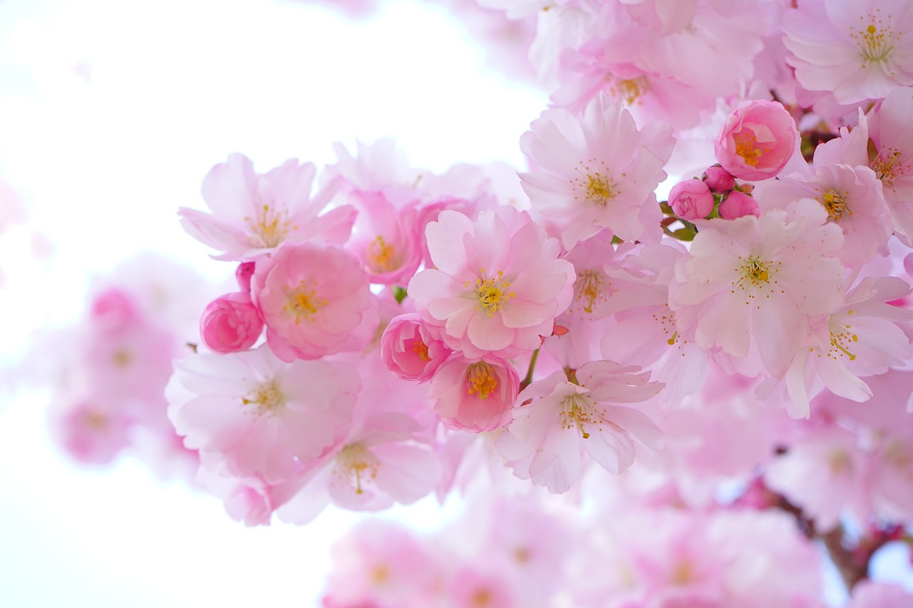 湯布院の桜と新緑を楽しむロケスポットはどこですか？