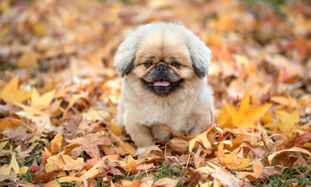 郡上八幡の水の町で楽しむべき観光スポットは？