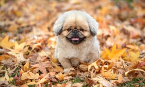 郡上八幡の水の町で楽しむべき観光スポットは？