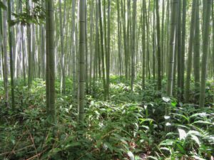 京都嵐山の竹林での前撮りはどこが人気ですか？