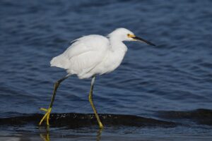 和歌山白浜ビーチでの前撮りに最適なスポットは？