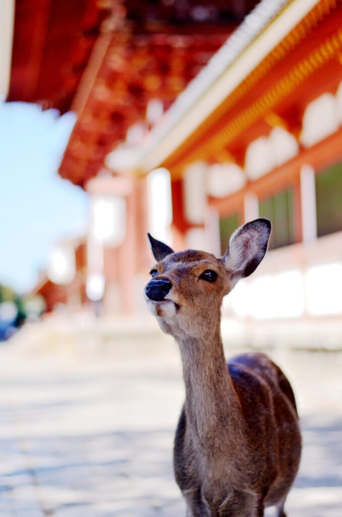 奈良若草山で鹿と一緒に前撮りをする際の注意点は？