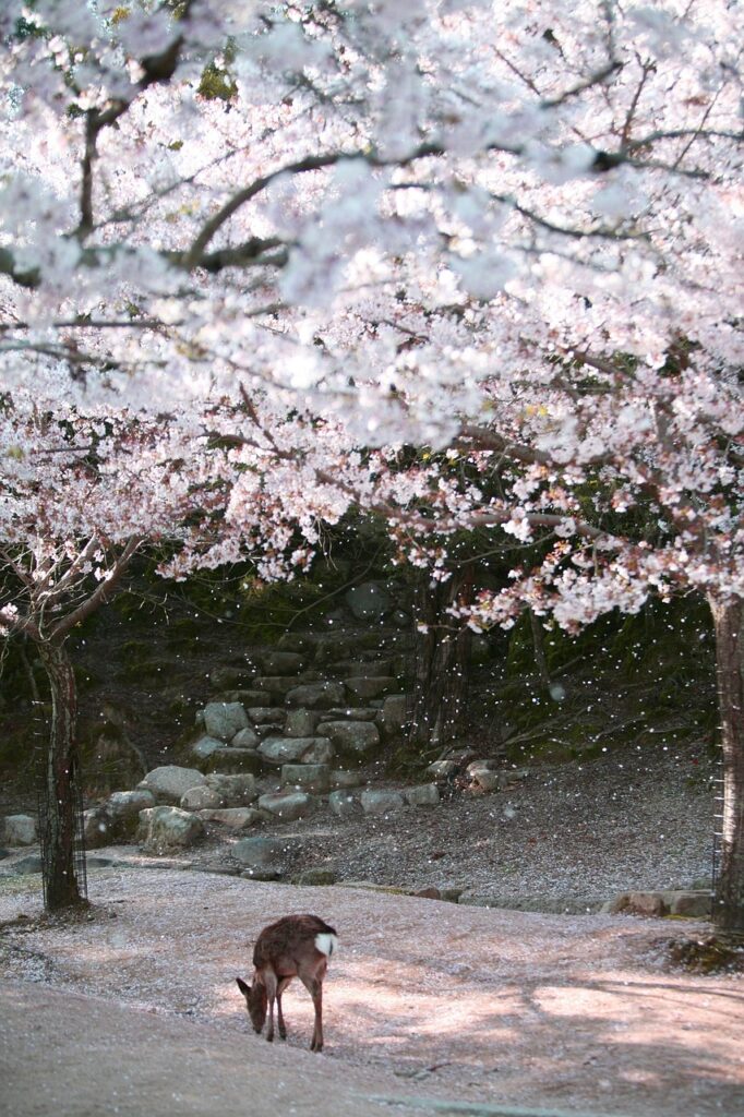 広島宮島の厳島神社でのフォト婚に最適なスポットは？