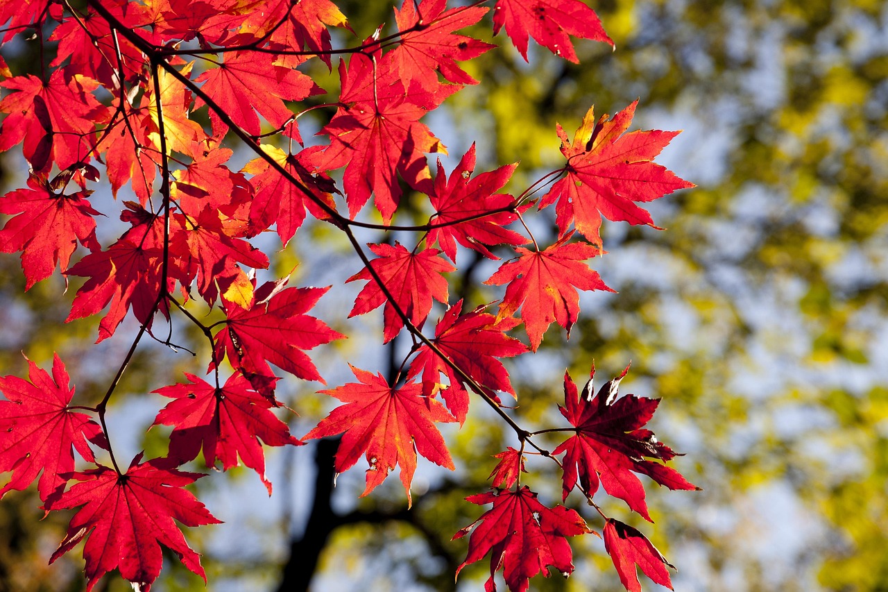 東京の秋におすすめの紅葉ロケーションはどこですか？