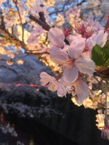 福岡大濠公園で桜を背景にした前撮りのおすすめポイントは？