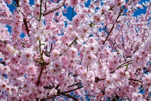 秋田角館の武家屋敷で楽しむ桜の見どころは？