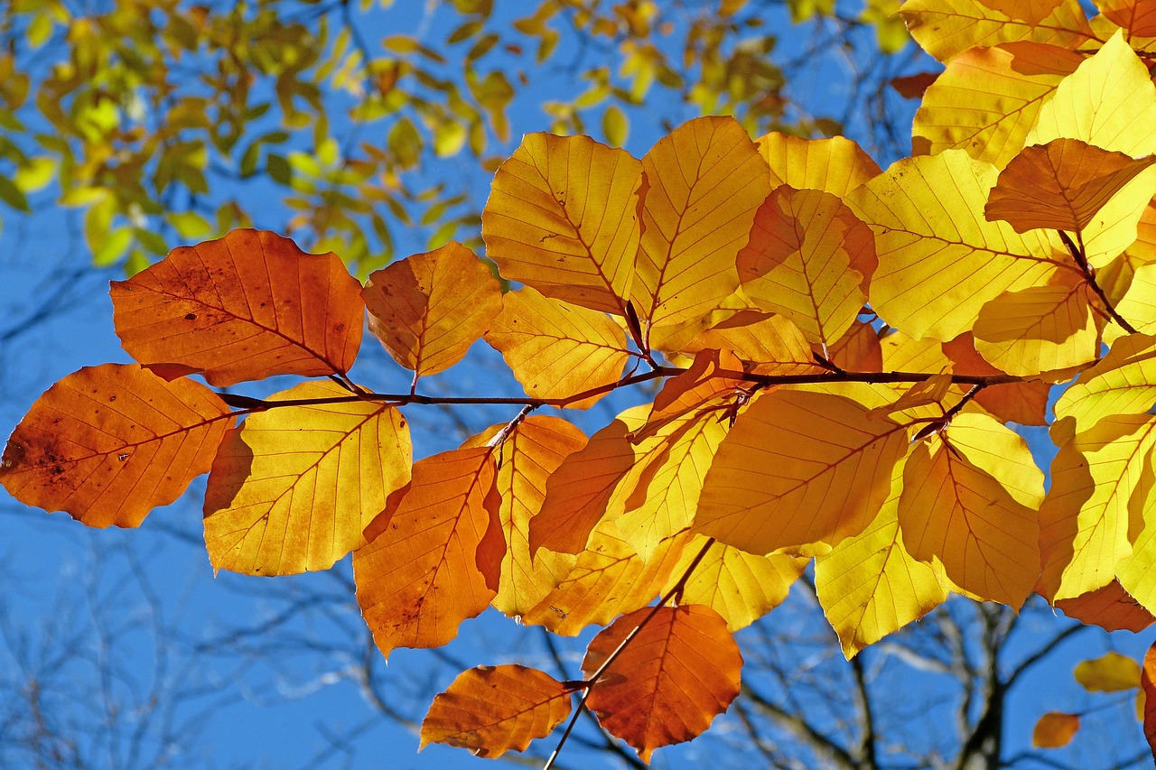 箱根で紅葉を楽しむフォト婚のベストスポットは？