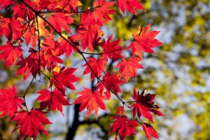 箱根の紅葉を背景にしたフォト婚の魅力とは？