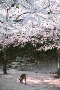 広島の宮島で絶景を楽しむためのロケーションは？