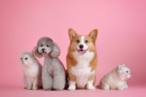 ロケフォトで犬と猫と一緒に素敵な思い出を残すには？