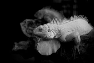 前撮りのロケーションフォトを比較できるサイトはどこ？