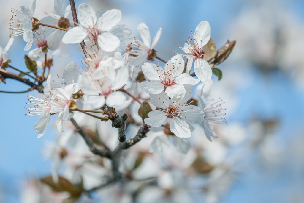春のロケフォトに最適な桜のスポットは？