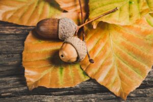 ロケーションフォトで秋の紅葉が人気のスポットは？