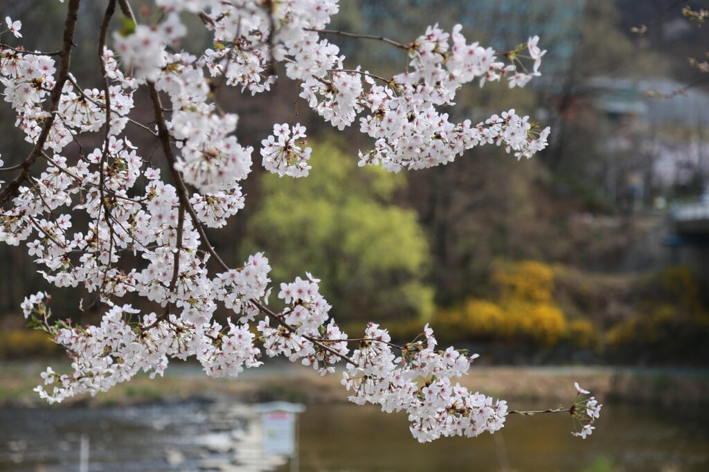 ロケーションフォトで春の桜スポットはどこがオススメ？
