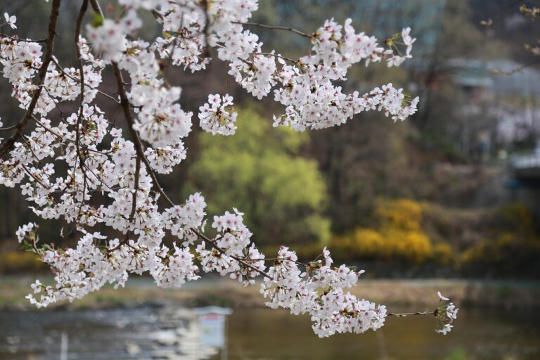 ロケーションフォトで春の桜スポットはどこがオススメ？