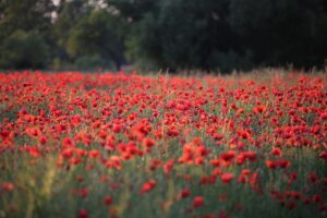 ロケーションフォトで花畑はどこが人気？